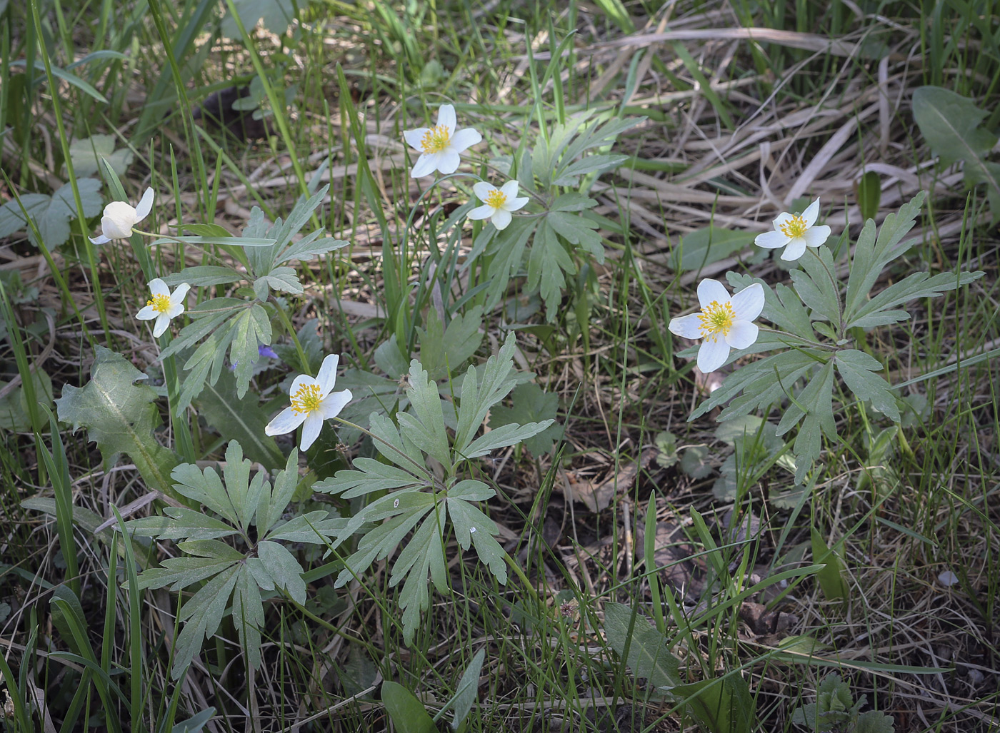 Изображение особи Anemone uralensis.