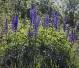 Lupinus polyphyllus. Цветущее растение. Пермский край, г. Пермь, Кировский р-н, залежь на месте садовых участков. 09.06.2023.