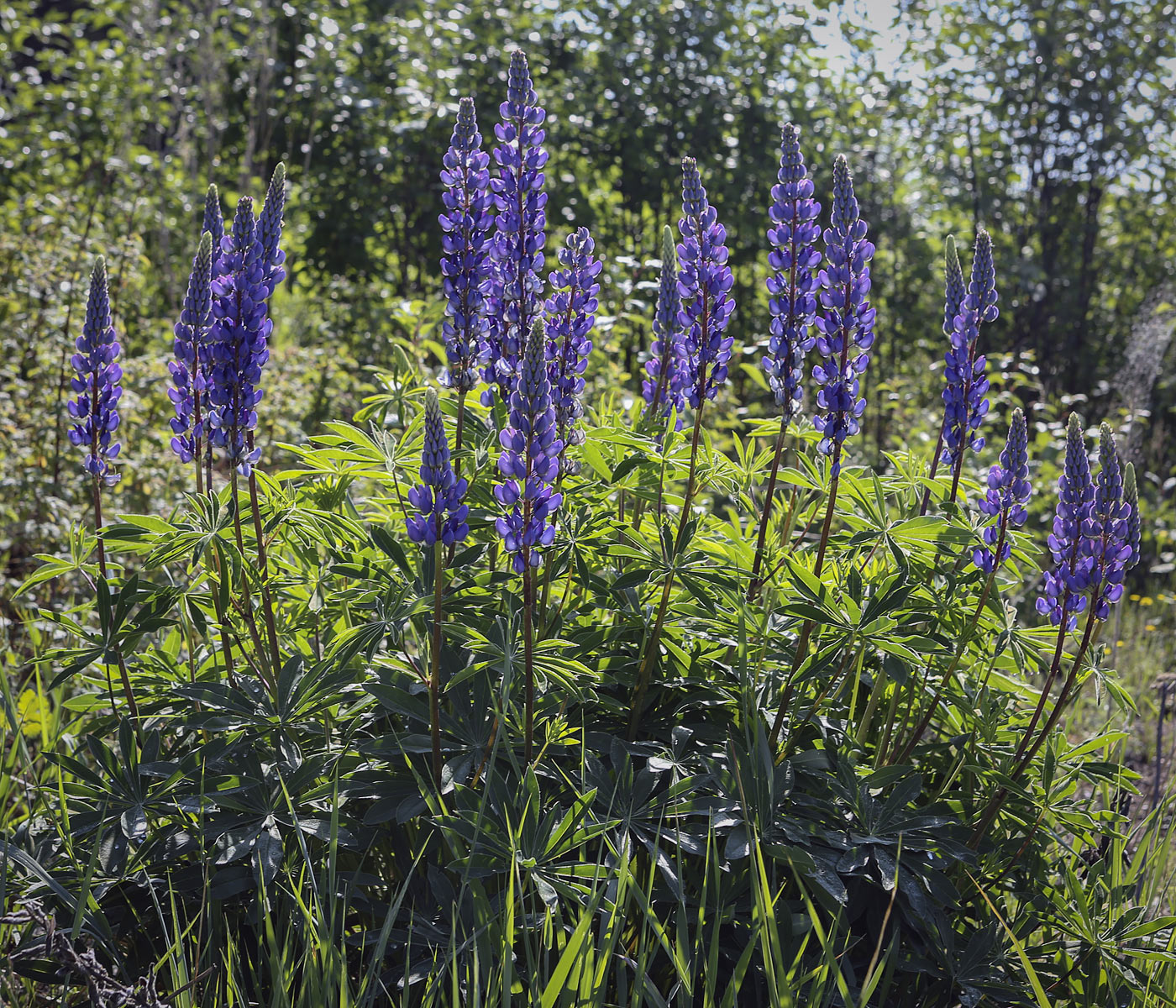 Изображение особи Lupinus polyphyllus.