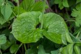 Valeriana alliariifolia. Листья. Карачаево-Черкесия, Зеленчукский р-н, окр. пос. Архыз, ущелье ручья Баритовый, каменистый склон. 10.06.2023.