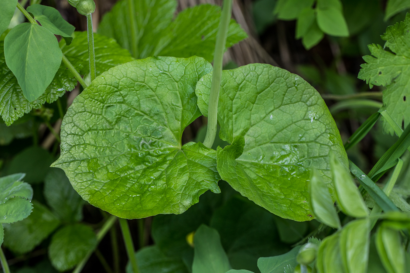 Изображение особи Valeriana alliariifolia.