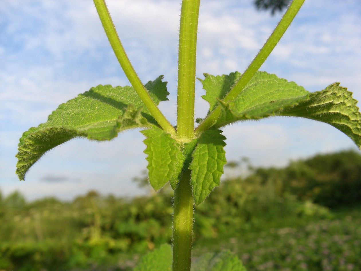 Изображение особи Salvia verticillata.