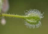 Circaea subspecies quadrisulcata