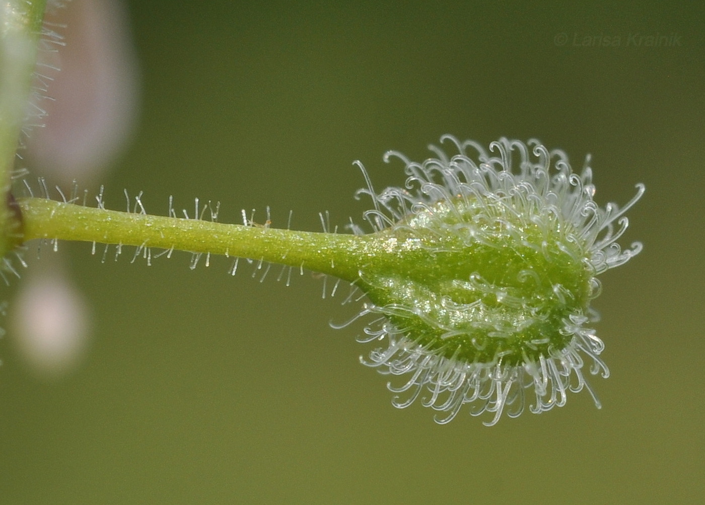 Image of Circaea lutetiana ssp. quadrisulcata specimen.