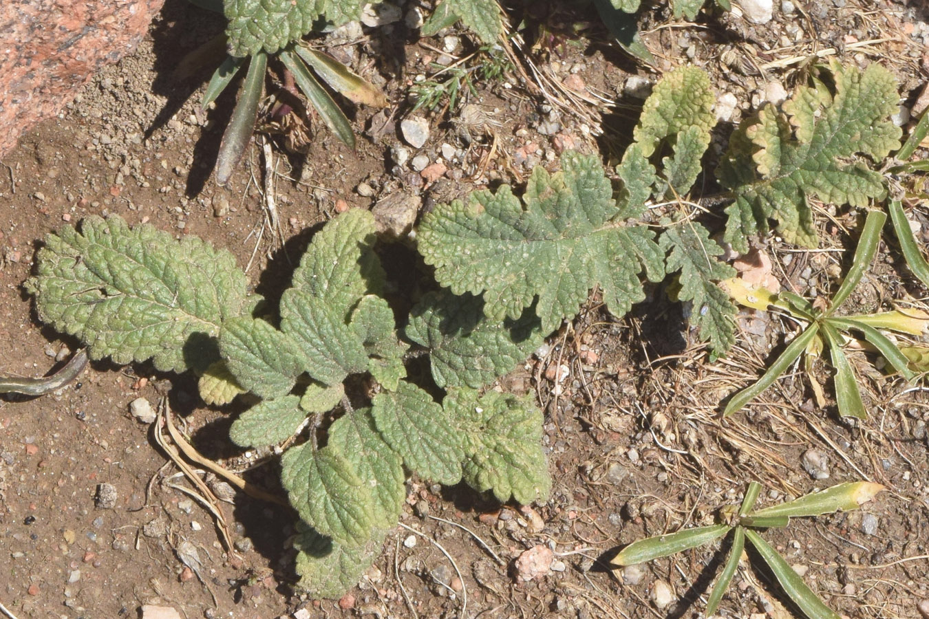 Изображение особи Phlomoides speciosa.