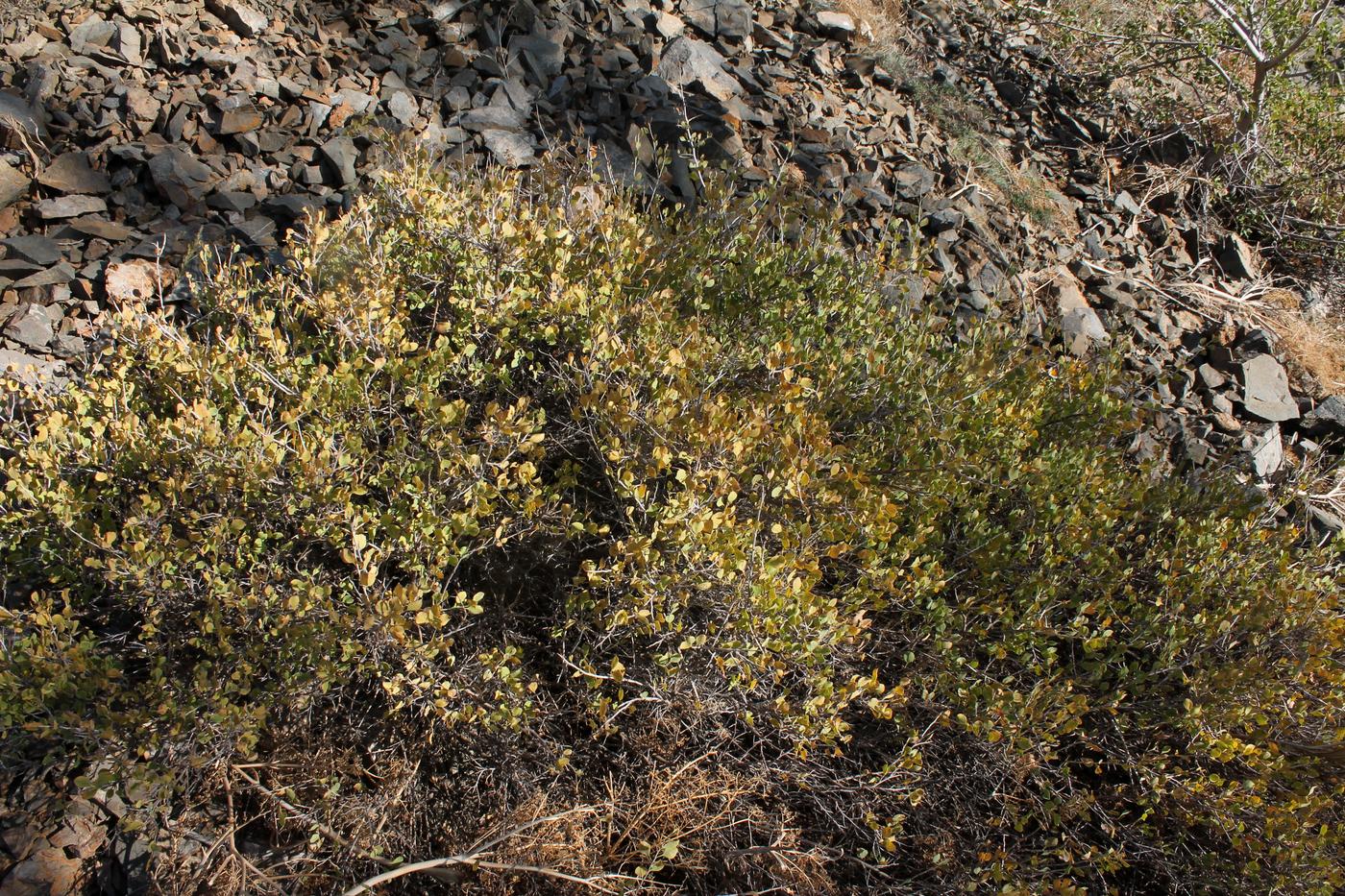 Image of Atraphaxis pyrifolia specimen.