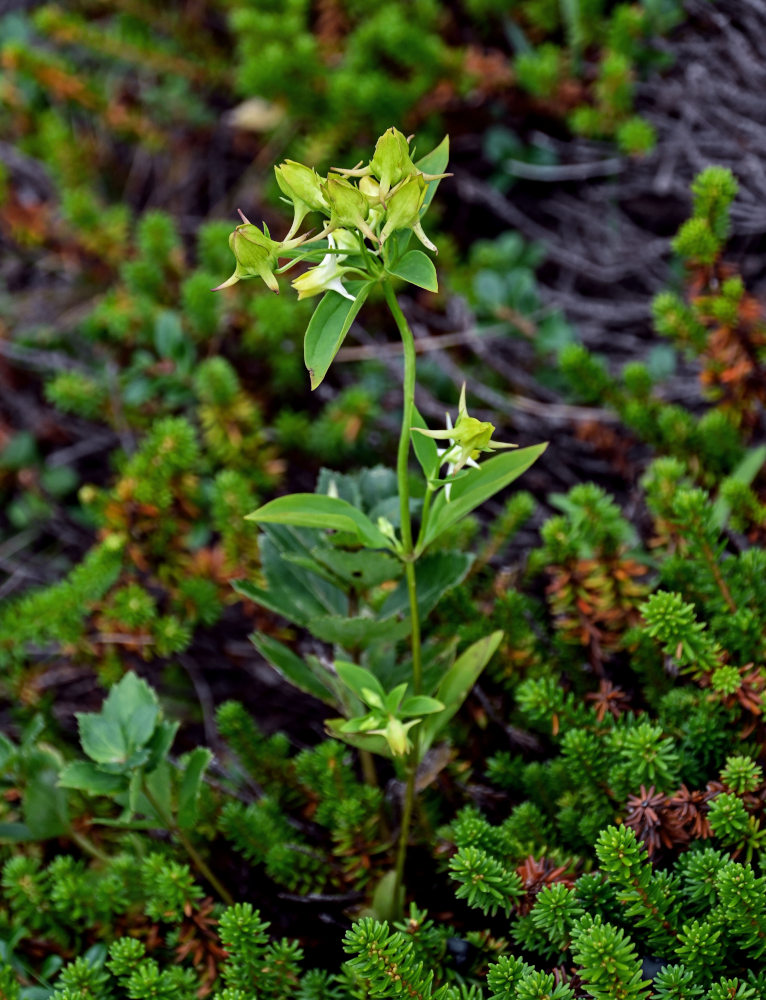 Изображение особи Halenia corniculata.