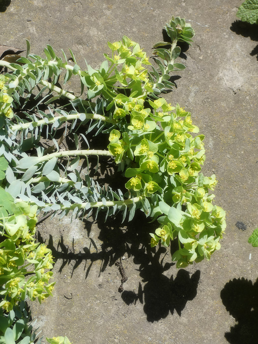 Image of Euphorbia myrsinites specimen.