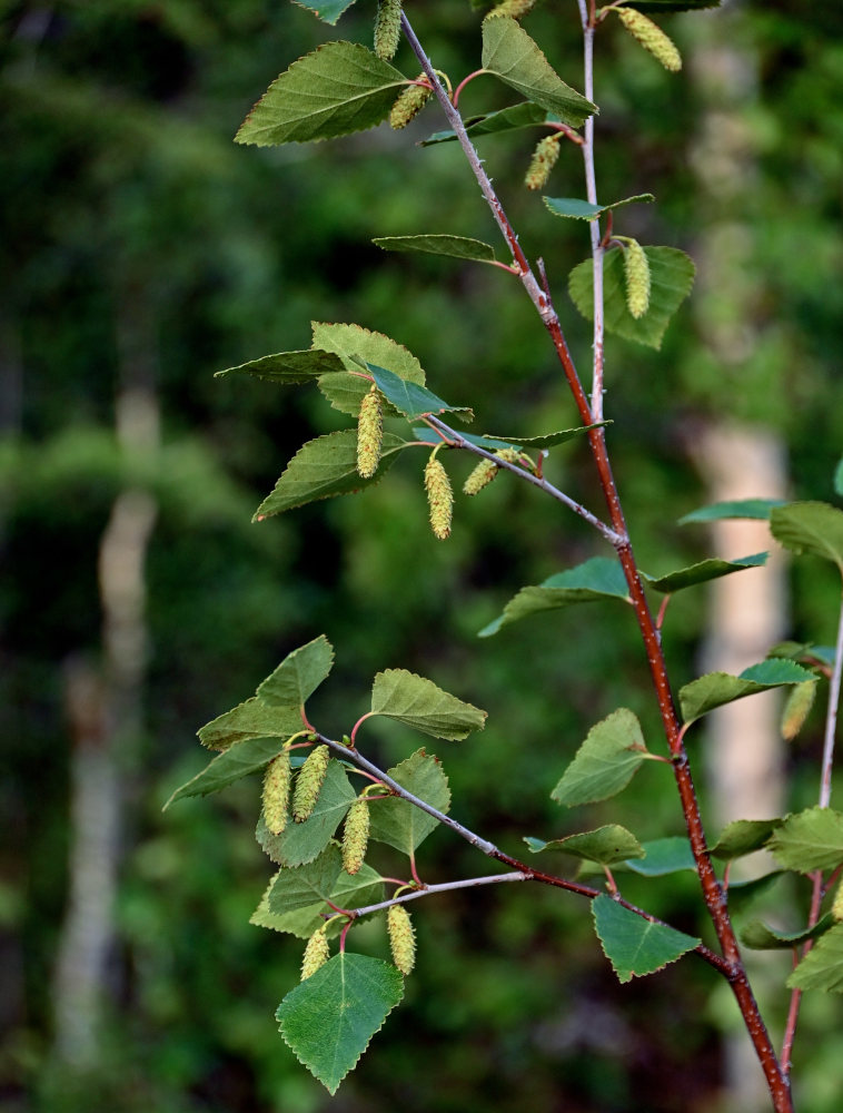 Изображение особи Betula pubescens.