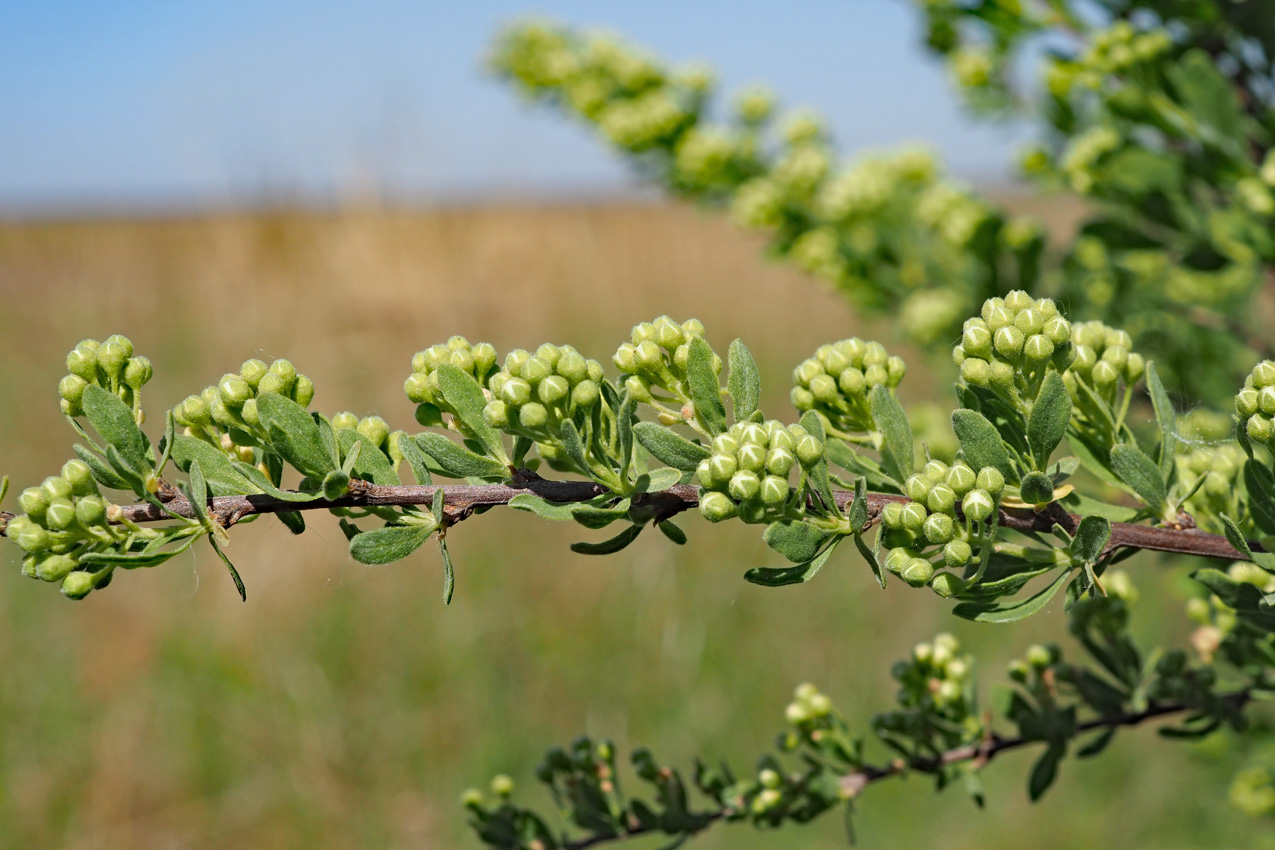 Изображение особи Spiraea crenata.