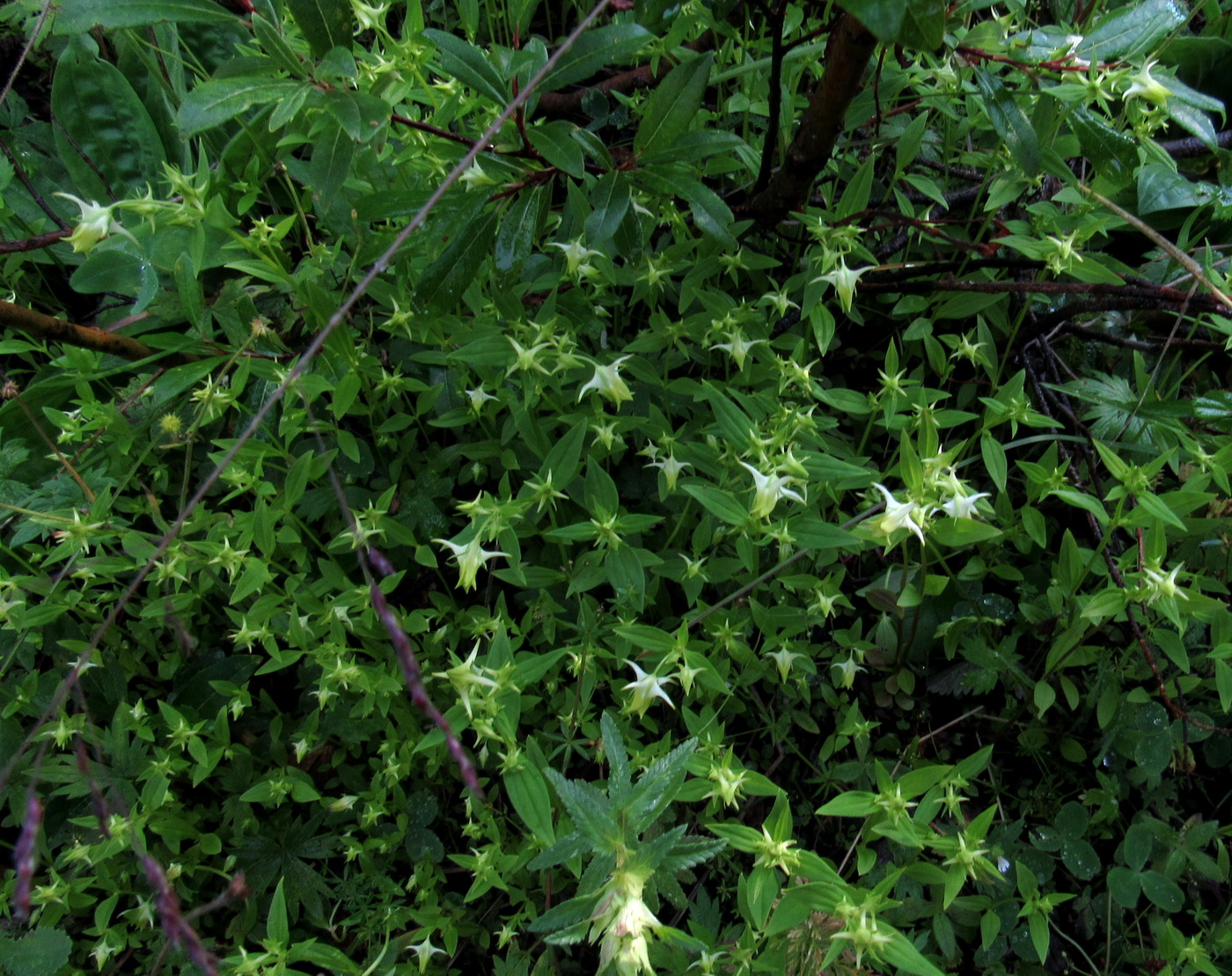 Изображение особи Halenia corniculata.