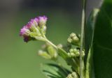 Boerhavia diffusa. Соцветие. Таиланд, Бангкок, парк Люмпини, зарастающий газон. 31.08.2023.