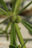 Galium aparine