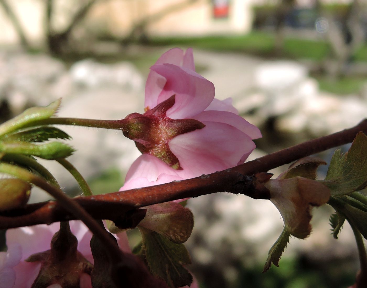 Image of Prunus serrulata specimen.