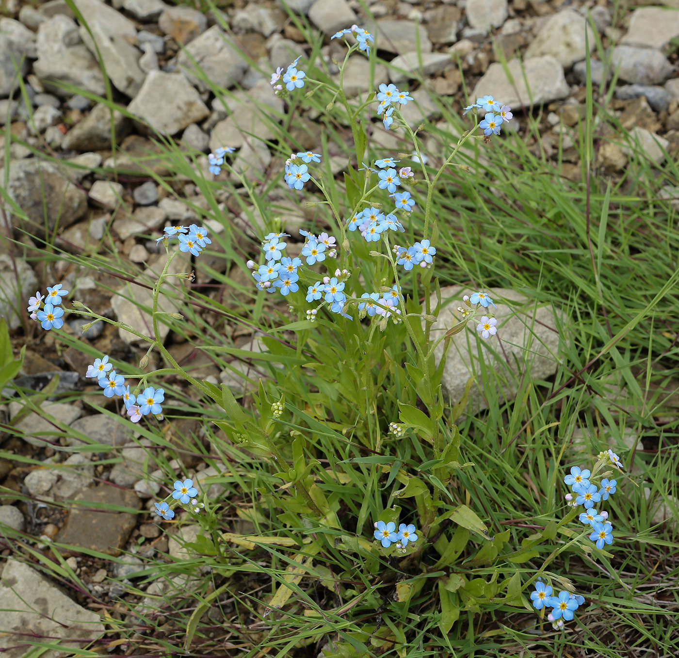 Изображение особи Myosotis palustris.