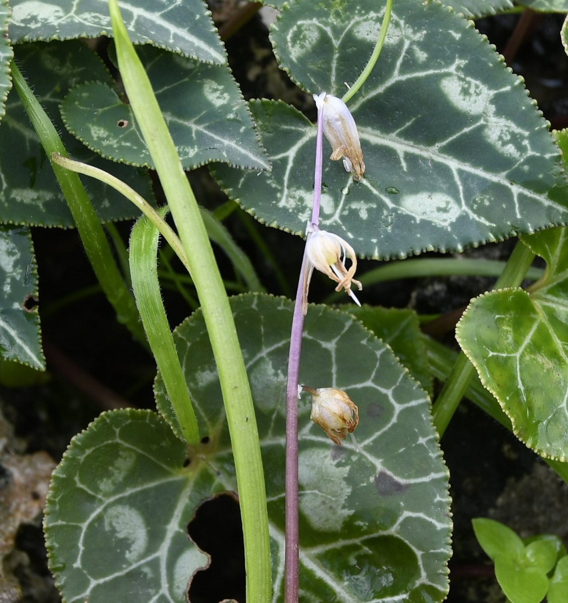 Image of Scilla morrisii specimen.