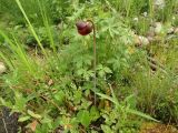 Sarracenia purpurea. Цветущее растение (тёмно-красные трубчатые листья) на фоне Trollius europaeus и в окружении др. болотных растений. Московская обл., г. Видное, садовый участок, искусственное болотце. 13.06.2022.