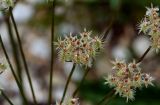 Astrodaucus orientalis. Часть соплодия. Чечня, Веденский р-н, берег оз. Кезенойам, ≈ 1800 м н.у.м., каменистый участок берега. 25.07.2022.