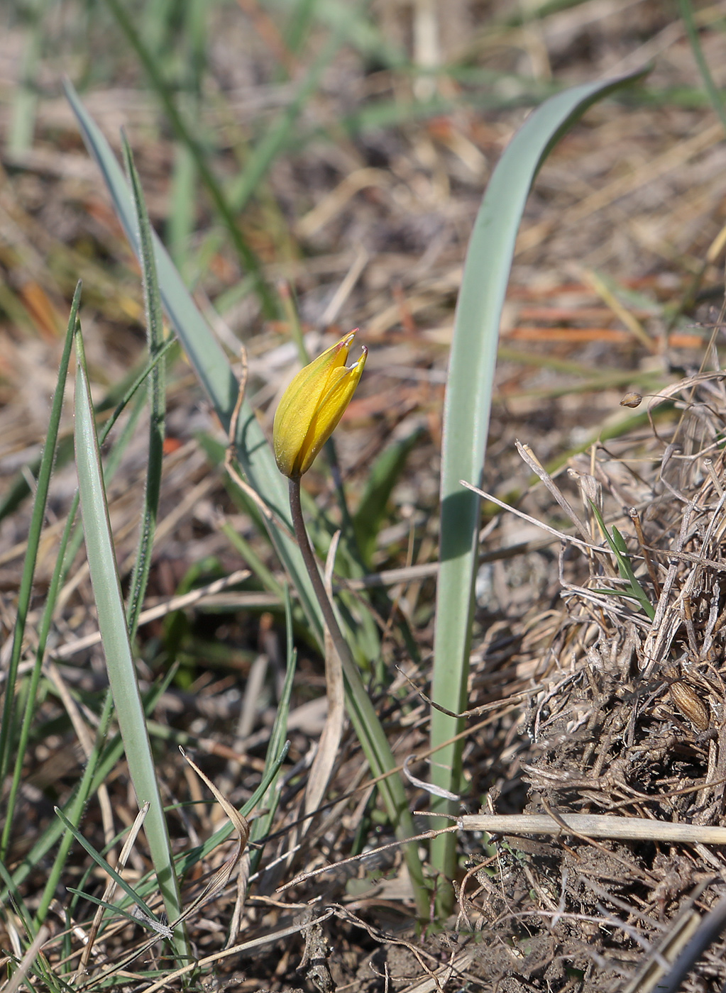 Image of Tulipa sylvestris specimen.