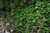 Hedera colchica. Вегетирующие растения. Грузия, Самегрело-Верхняя Сванетия, Мартвильский каньон, на скале. 16.06.2023.