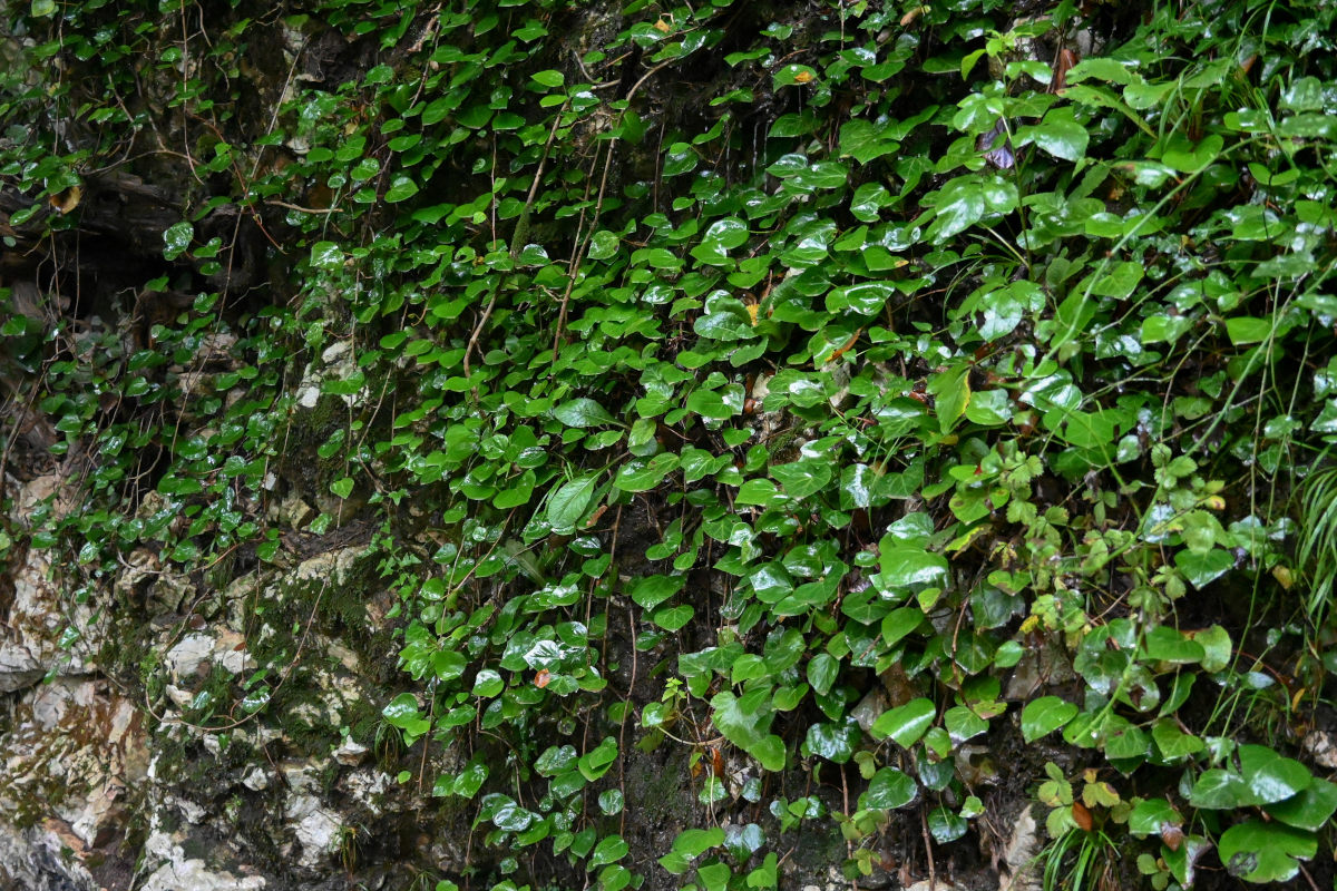 Image of Hedera colchica specimen.