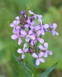 genus Hesperis. Соцветие. Краснодарский край, Крымский р-н, окр. станицы Неберджаевская, ур. Темрючки, дубово-грабовый лес, близ лесного ручья. 18.05.2024.