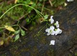 Cardamine dentata