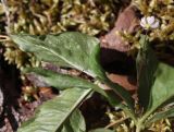 Trientalis europaea