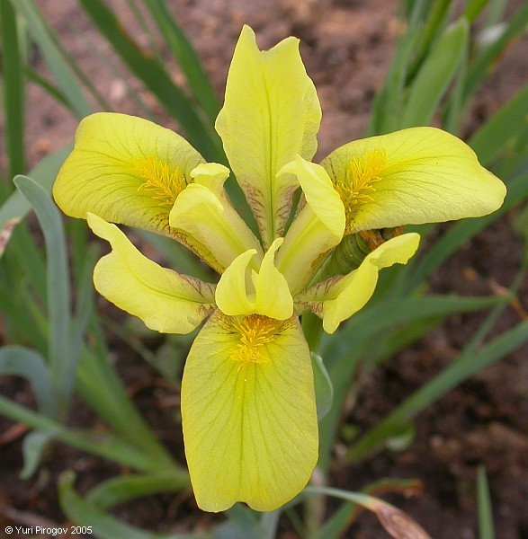 Image of Iris pineticola specimen.