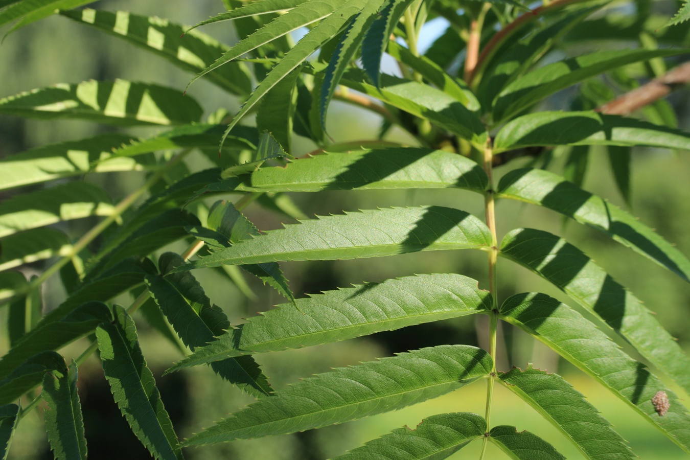 Изображение особи род Sorbus.