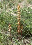 род Orobanche. Цветущие растения среди ветвей вегетирующей Artemisia campestris ssp. glutinosa. Испания, Каталония, пров. Жирона, комарка Баш Эмпорда, муниципалитет Тороэлья-де-Монгри, окр. устья р. Тер, отделяющий лагуну от осушенного маршевого луга Платера (Platera) земляной вал. 12.05.2024.