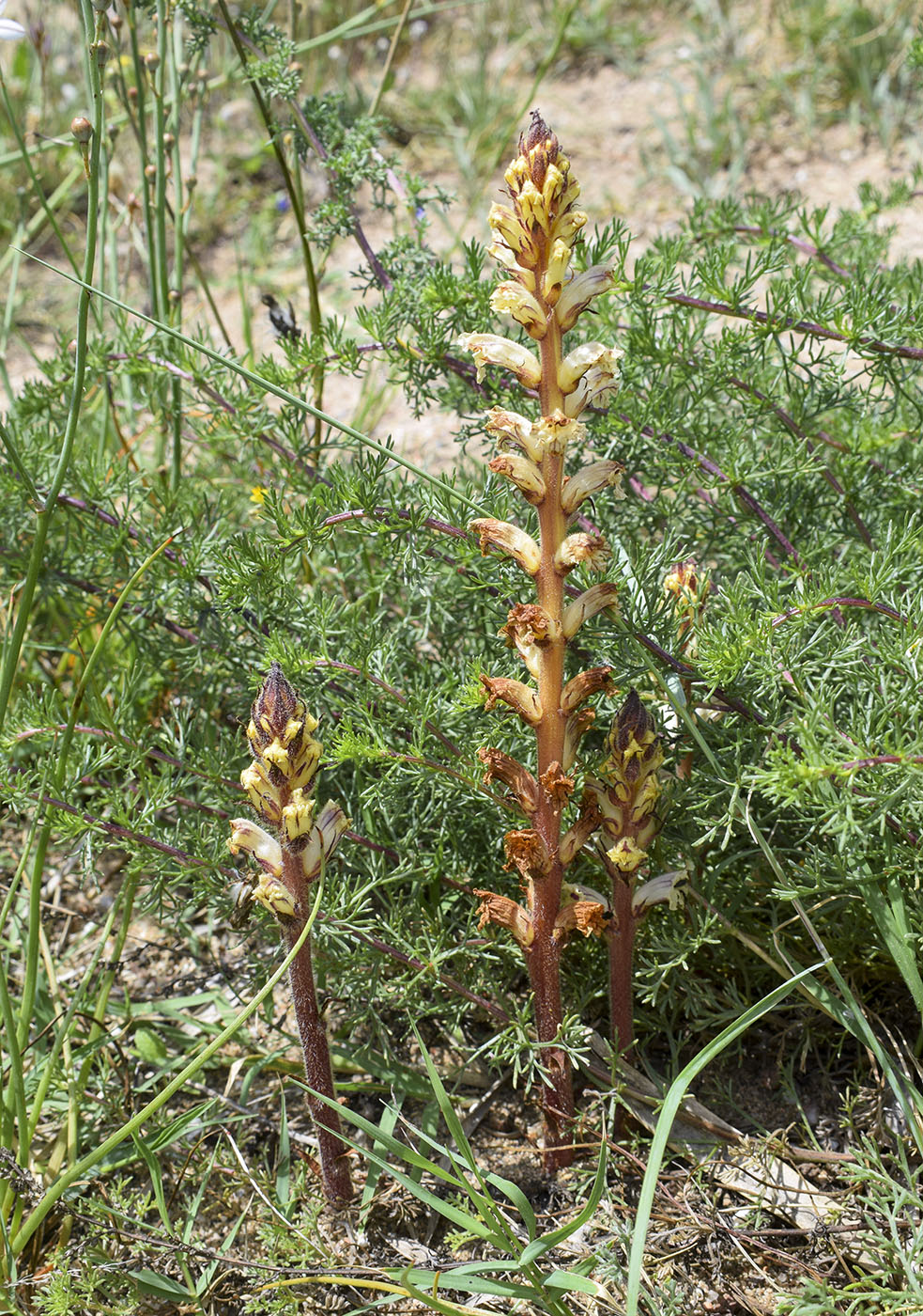 Изображение особи род Orobanche.