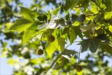 Platanus &times; acerifolia