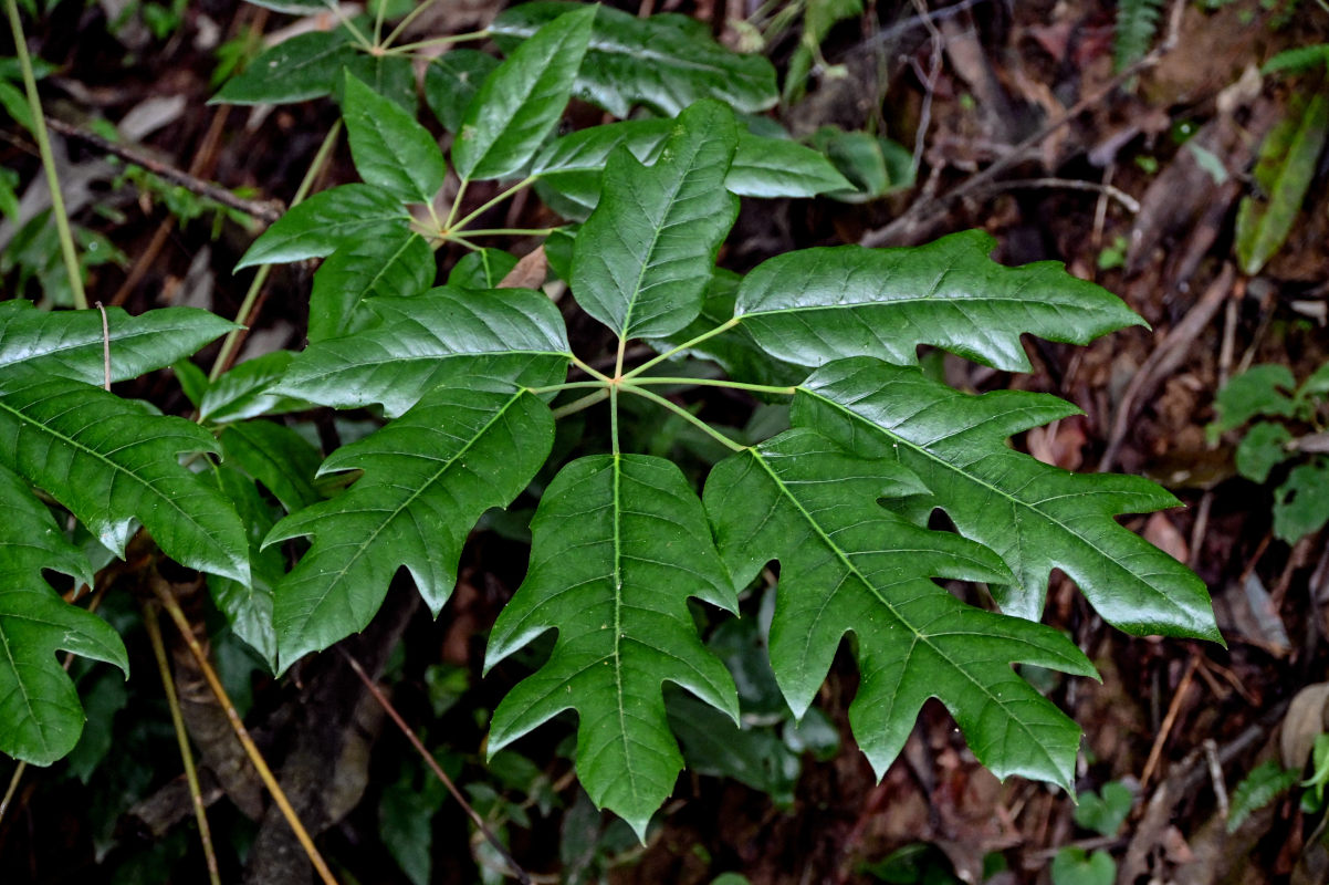 Изображение особи Heptapleurum delavayi.