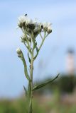 Achillea ptarmica. Верхушка цветущего растения с мухой. Ленинградская обл., Ломоносовский р-н, окр. Шепелёвского маяка; п-ов Каравалдай, берег Финского залива, каменистый марш. 30.06.2024.