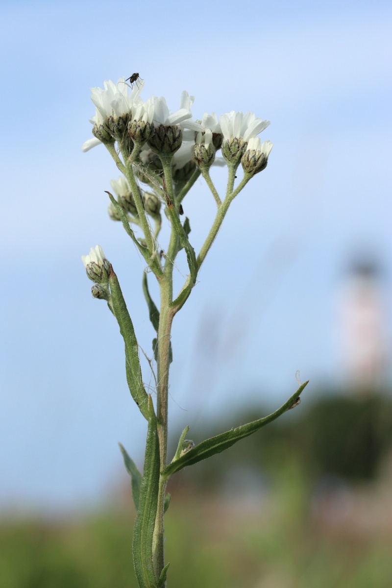 Image of Achillea ptarmica specimen.