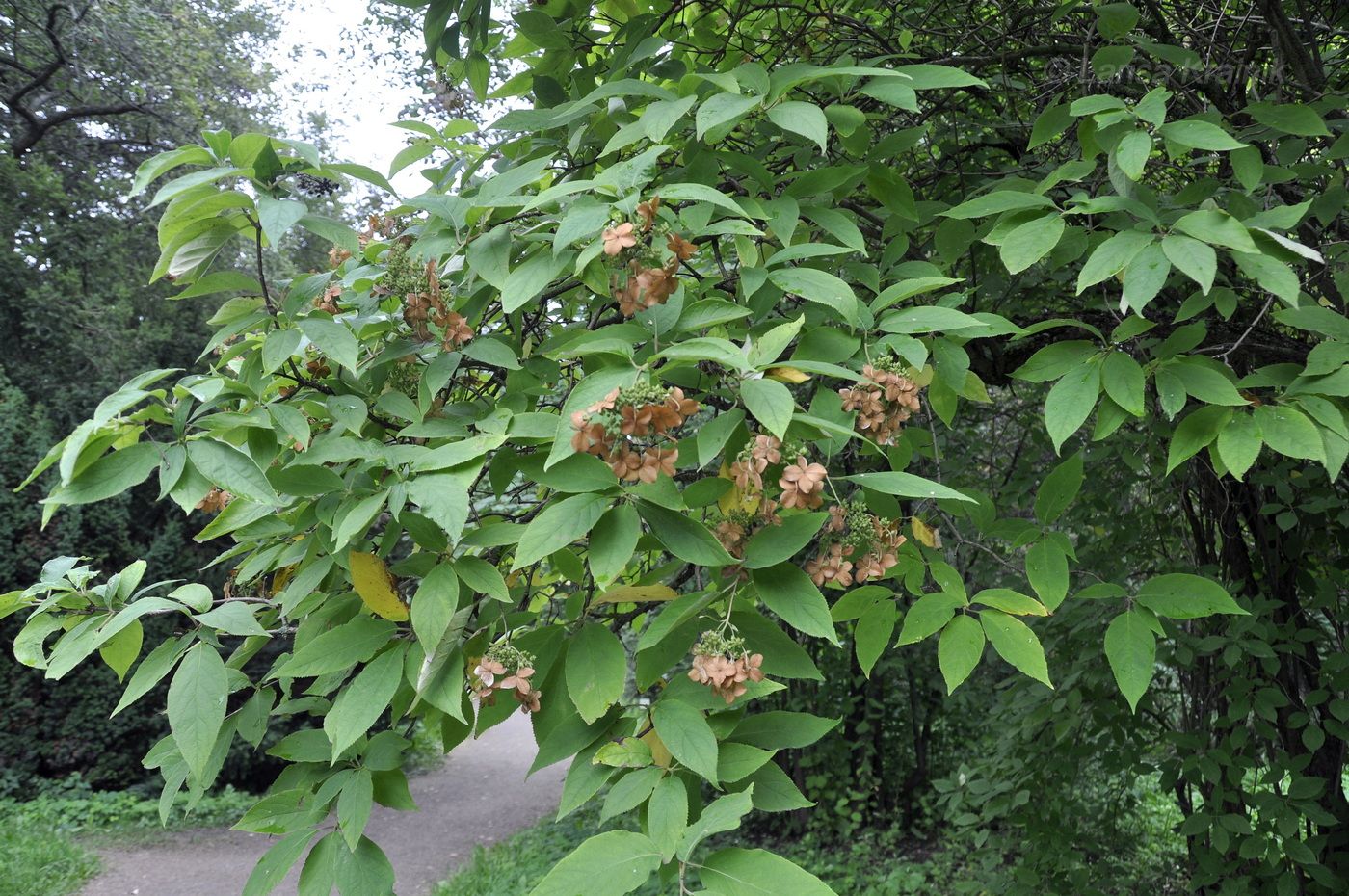 Image of Hydrangea heteromalla specimen.