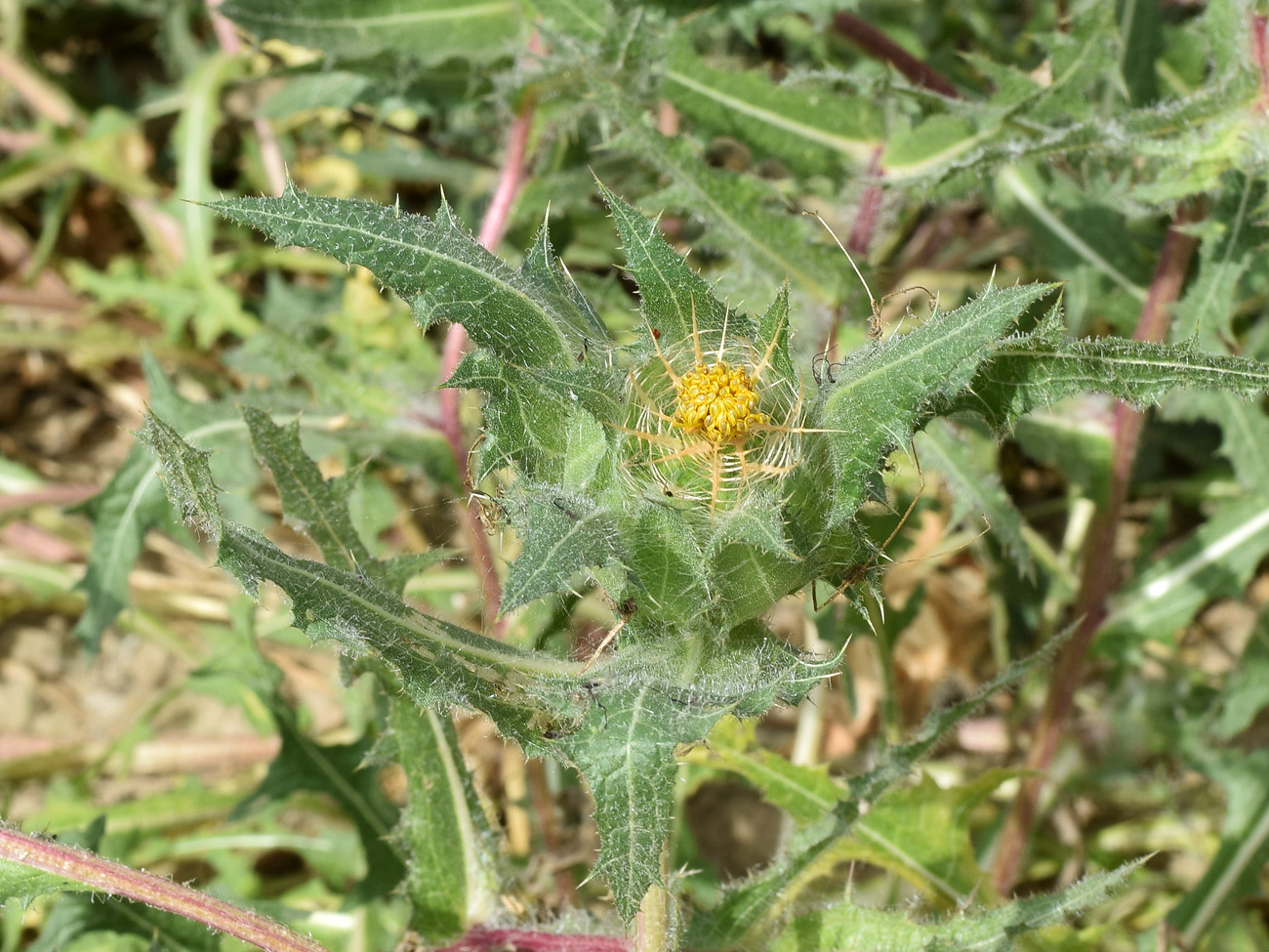 Изображение особи Centaurea benedicta.