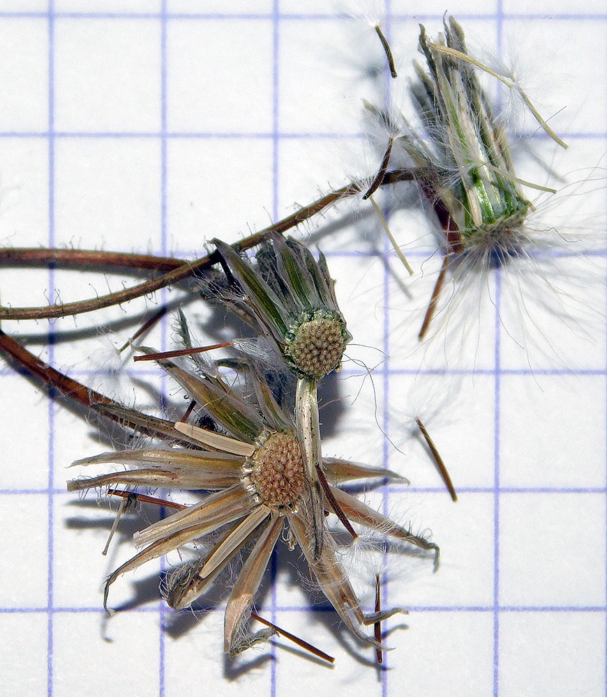 Image of Lagoseris sancta specimen.