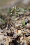 Alyssum smyrnaeum
