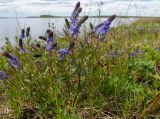 Veronica teucrium