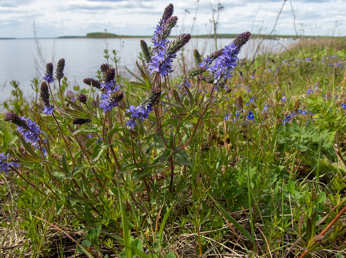 Image of Veronica teucrium specimen.