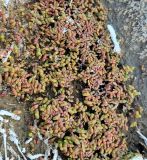 Salicornia europaea