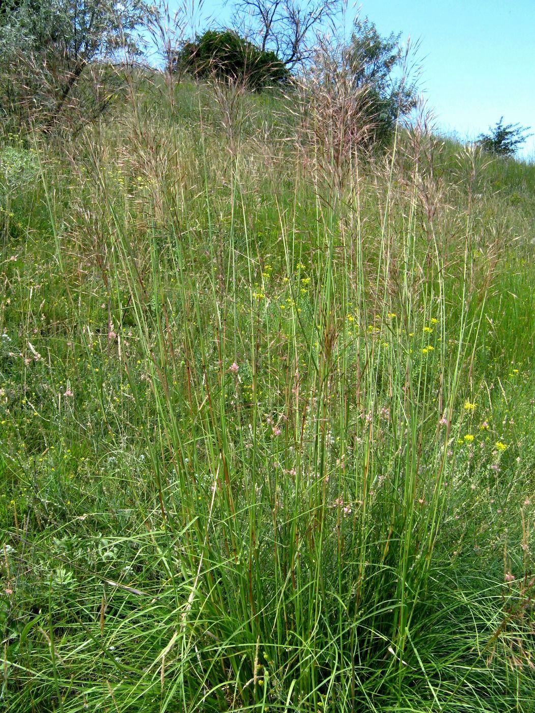 Image of Chrysopogon gryllus specimen.