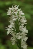 Neotinea tridentata