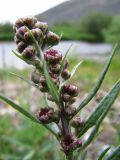 Artemisia tilesii. Верхняя часть растения с соцветиями. Коми, Интинский р-н, окр. пос. Желанный, Приполярный Урал, долина р. Балбанью, берег оз. Бол. Балбанты. 12.07.2010.