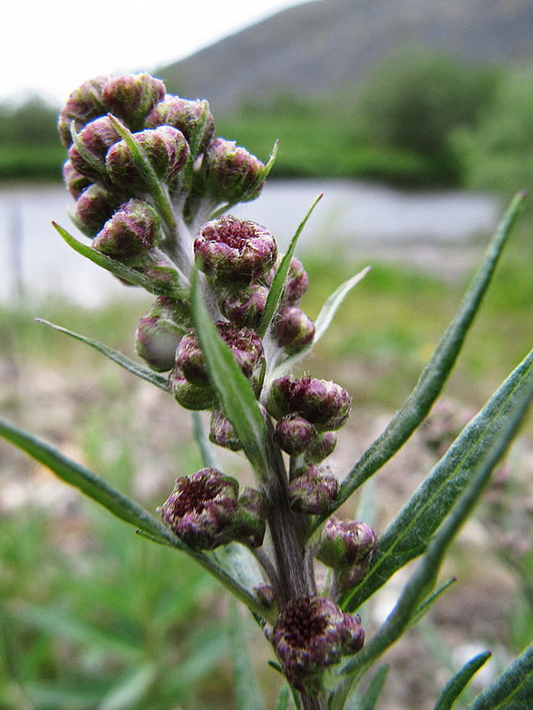 Image of Artemisia tilesii specimen.