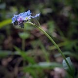 Myosotis sylvatica
