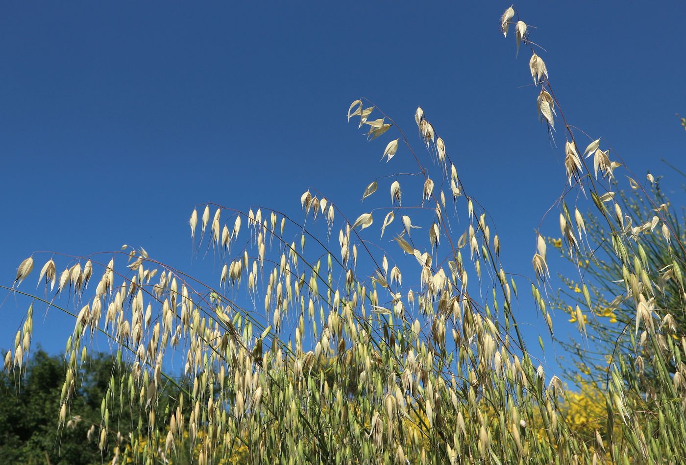 Image of Avena fatua specimen.