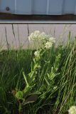 Cardaria draba